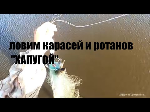 Видео: Ловим карасей, летом на хапугу