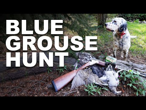 Видео: Охота на голубого тетерева с ружьём Franchi 16 калибра с верхним расположением стволов