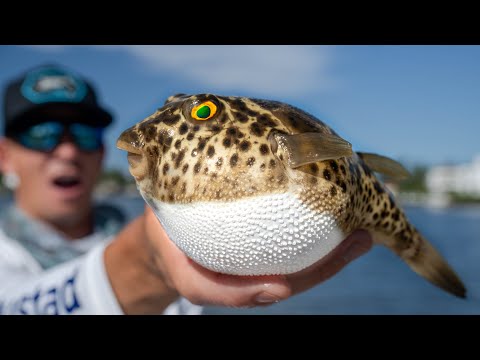 Видео: Мы съели СМЕРТЕЛЬНО ОПАСНУЮ рыбу-иглу… ТОКСИЧНУЮ Клетчатую рыбу-собаку. Поймать. Чисто. Готовить.