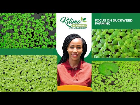 Видео: В центре внимания — выращивание ряски | Сельское хозяйство и бизнес