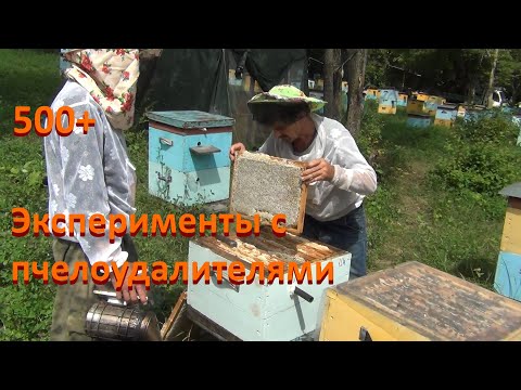 Видео: 500+ Экспериментируем с пчелоудалителями.