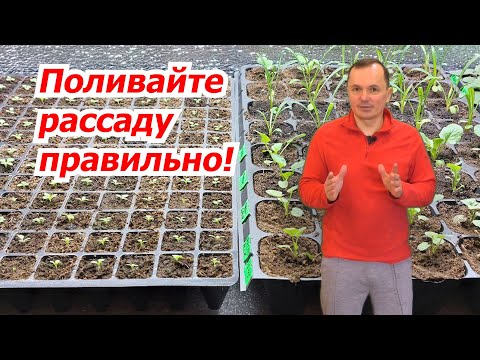 Видео: Полив рассады- как это правильно делать. Фишки, о которых нигде не расскажут.