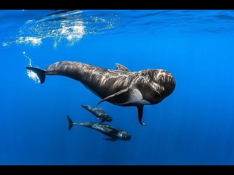 Видео: На морской глубине Большой барьерный риф