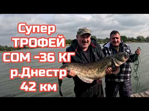 Видео: Сом 36кг р.Днестр 42 км