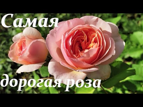 Видео: 🌹 Роза "Джульета", D. Austin, "Juliet". 3 волны цветения самой дорогой розы в мире. 2022.