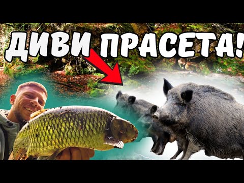 Видео: ''ОБГРАДЕН от ДИВИ ПРАСЕТА в ГОРАТА'' | РИБОЛОВ на КЕФАЛ.