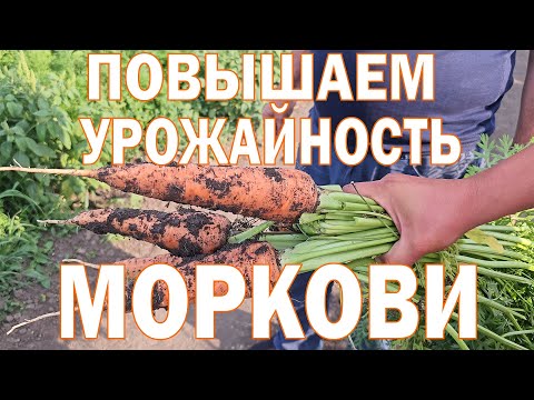 Видео: Морковь + Starteco = отличный урожай