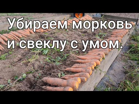 Видео: Убираем морковь и свеклу