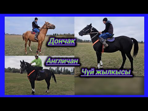 Видео: Вот как нужно смотреть на лошадей 👆💥