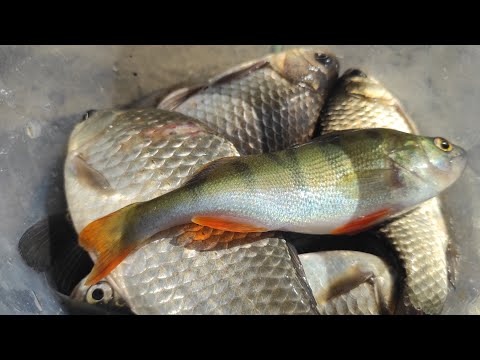 Видео: Риболовля на поплавок🎣 наловили карасиків💥 клює навіть чирепаха🐢