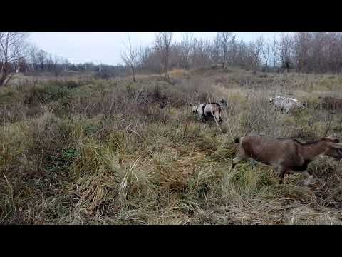 Видео: Мой   путь   в    ПЕРЕРАБОТКЕ   козьего  МОЛОКА