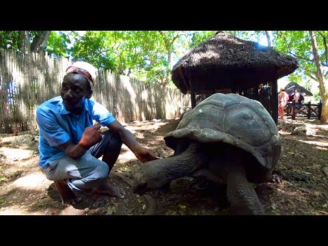 Видео: ЗАНЗИБАР. СЕЙШЕЛЬСКИЕ ЧЕРЕПАХИ В ТАНЗАНИИ. ПЛЫВЕМ НА ОСТРОВ PRISON ISLAND. ОТДЫХ НА ЗАНЗИБАРЕ.