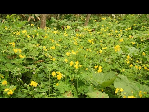 Видео: ЧЕМ БЫСТРО ВЫЛЕЧИТЬ ФУРУНКУЛЕЗ У КОЗ