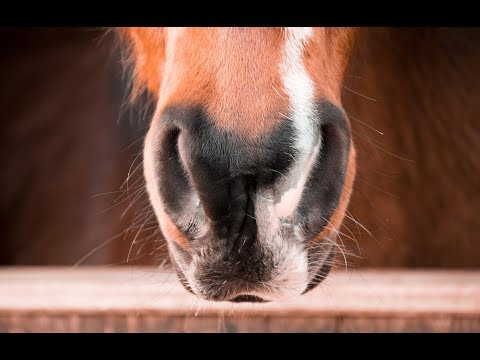 Видео: Нади Шодхана: Что делать если не дышит одна ноздря?