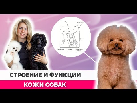Видео: Строение и функции кожи собак. Потеют ли собаки ? Зачем собакам бальзам?
