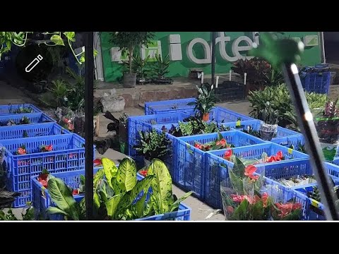 Видео: Душанба Оптом Хитой Гул Бозори ва дехкон бозори обзор✅️