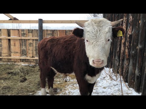 Видео: Коровы дома 🏠. Окотились две овцы . Погиб ягнёнок 😞