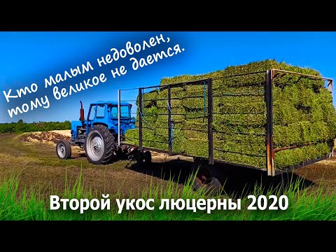 Видео: Второй укос люцерны 2020