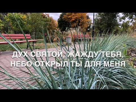 Видео: Яркий свет Твоей любви