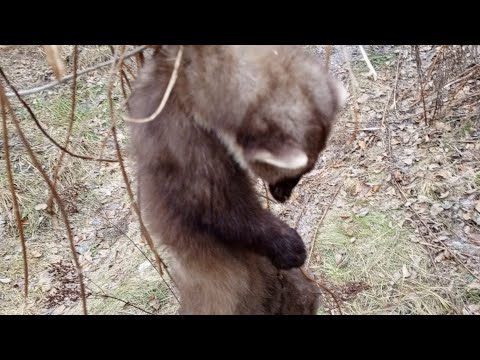 Видео: куниця в петлі