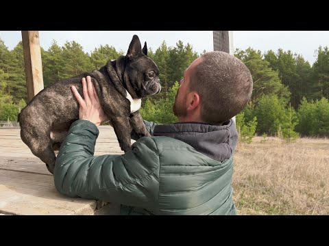 Видео: Пес обиделся, что я его бросил