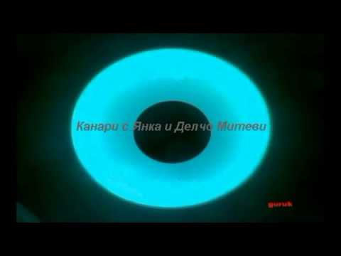 Видео: Канари с Янка и Делчо Митеви 1