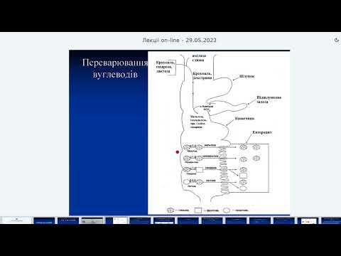 Видео: Обмін вуглеводів  Перетравлення  Анаеробний гліколіз