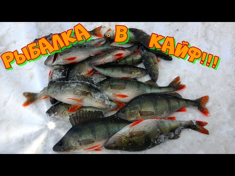 Видео: Отличная рыбалка в праздник!!! Крупный окунь со льда. Зимняя рыбалка на окуня.