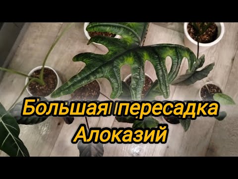 Видео: Большая пересадка алоказий (Жаклин, Мело, Фрайдек, Nycteris batwing, Хетерофила, Анторо вельвет)