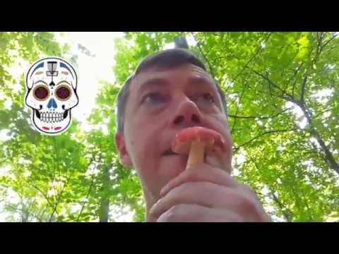 Видео: Веселые грибы - СЫРОЕЖКИ!