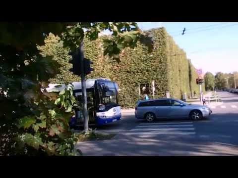 Видео: влог - покупки, что цветет дома, кормление свинок