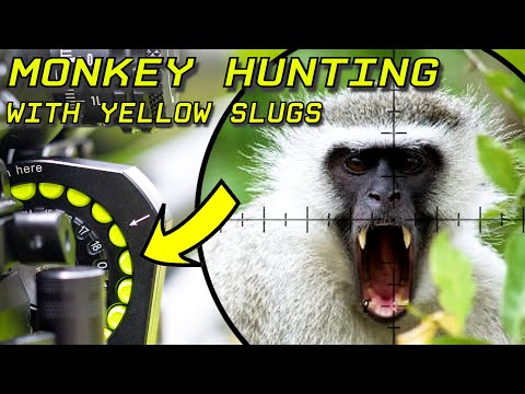 Видео: Охота на обезьян (отстрел) с помощью жёлтых слизней | FX King | ZAN ELR Hyper Line слизни | Борьб...