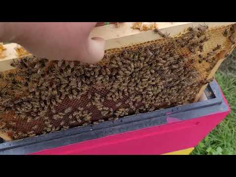 Видео: Развитие семей при  возвратных похолоданиях