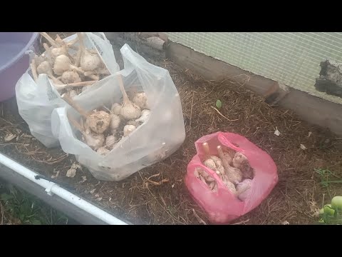 Видео: Когда сажать чеснок? Когда срезать стрелки чеснока, зачем?#дачныйбеспредел #толяндачник #димондачник