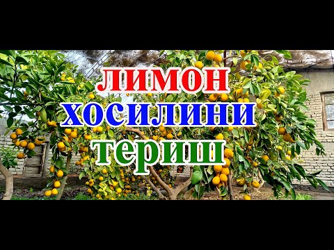 Видео: ЛИМОН ХОСИЛИНИ ТЕРИШ. Сбор урожая лимонов.