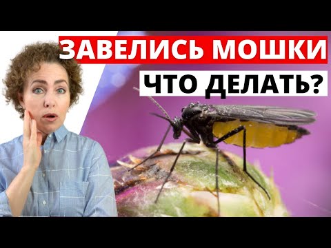 Видео: МОШКИ. Как избавиться от Мошек. Мошки в цветах.