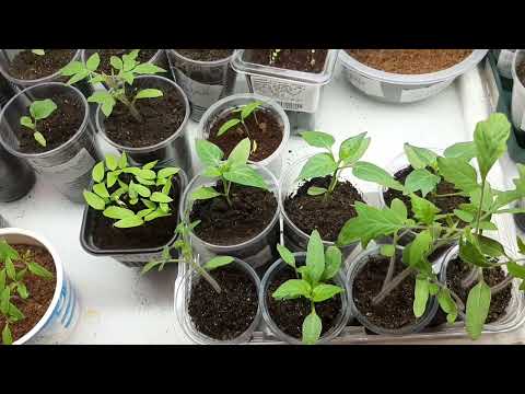 Видео: 28 марта 2024г.❄ как моя рассада, вернулась зима