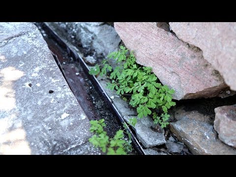 Видео: Ваш сад №95 - Посадка растений в сухую стенку