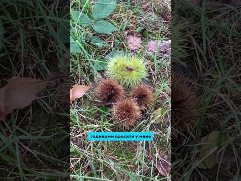 Видео: Розказала секрет