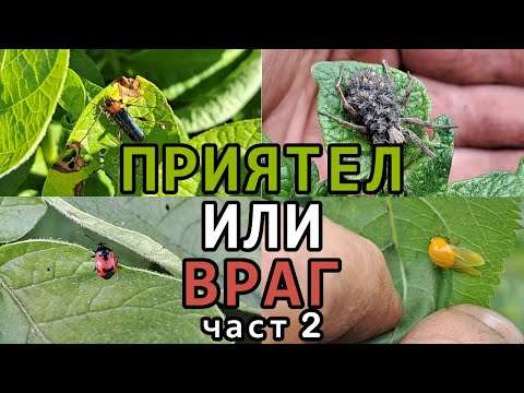 Видео: Полезни и вредни НАСЕКОМИ в зеленчуковата градина - част 2