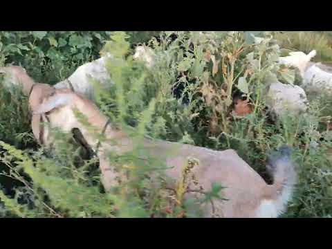 Видео: Козья лотерея. Август 2024 .Стерилизация -консервация козьего молока.