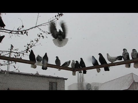 Видео: Ещё один год на исходе