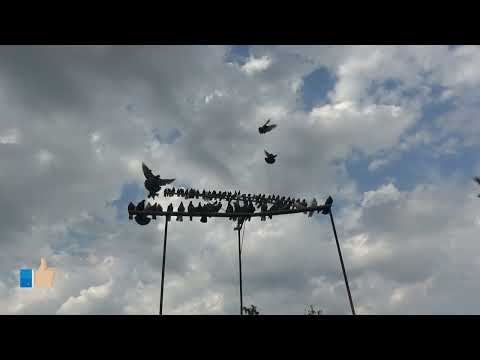 Видео: Ястреб уже атакует......