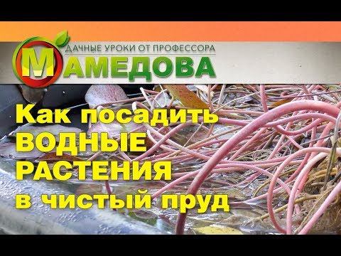 Видео: Как посадить ВОДНЫЕ РАСТЕНИЯ в Чистый Пруд