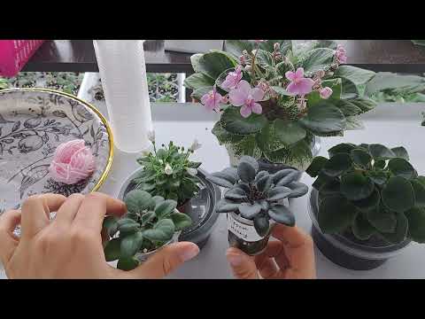 Видео: Все про МИНИАТЮРНЫЕ фиалки.