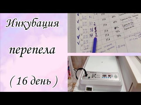 Видео: Инкубация перепелиных яиц/16 день/Инкубатор на 36 яиц/Изменения в таблице/Малютки Виктории