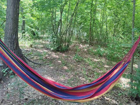 Видео: „Осъзнание“ – гората, в която се намираш