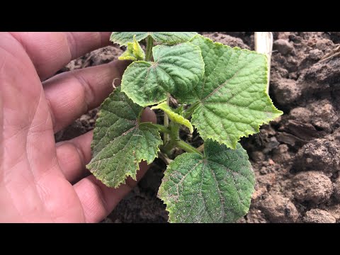 Видео: Огурцы отрытого грунта. Ответы на вопросы.