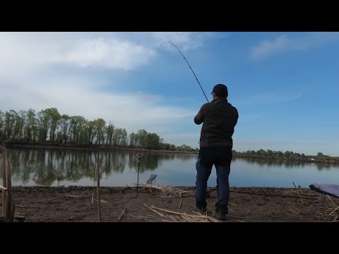 Видео: Ловля карася на фидер. Река Меша, село Карадули.