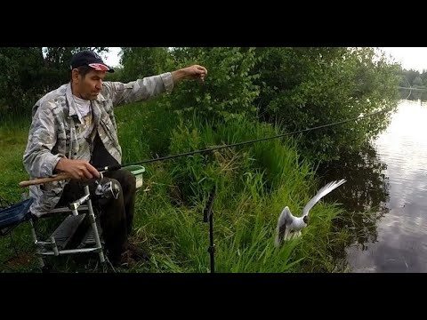 Видео: На озеро за Плотвой. В прилове  - Чайка. Озеро Исаакиевское.